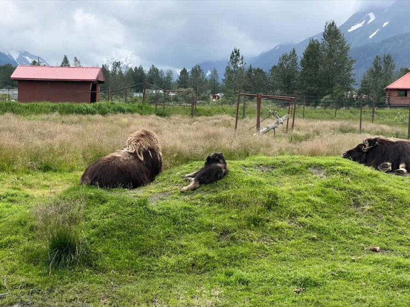 Anchorage: Glacier & Wildlife Discovery Tour (7-hours) - The Experience of a Guided Tour with Local Expertise