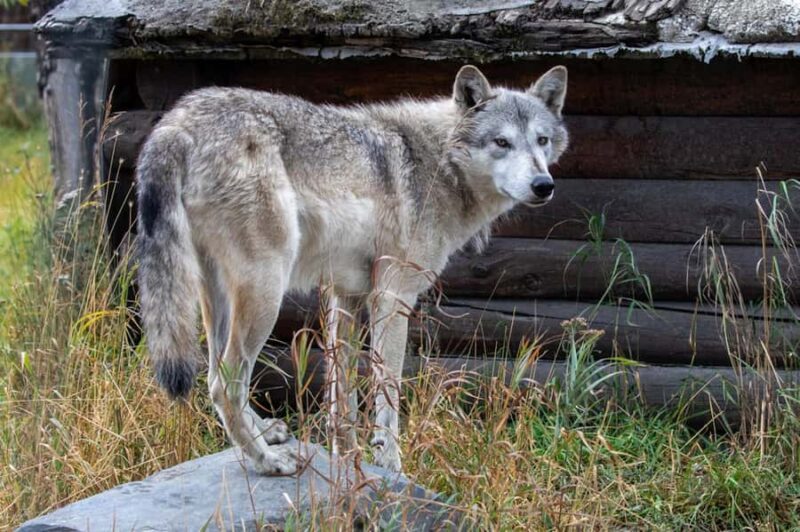 Anchorage: Scenic Tour to Wildlife Center - Key Points