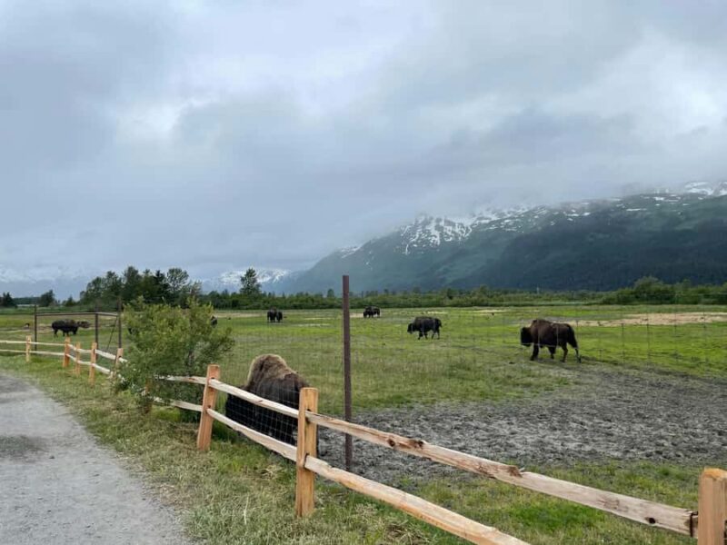 Anchorage: Scenic Tour to Wildlife Center - The Sum Up: An Ideal Introduction to Alaska’s Nature