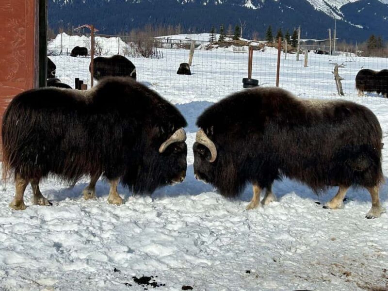 Anchorage: Wildlife Conservation Center & Portage Valley - Key Points