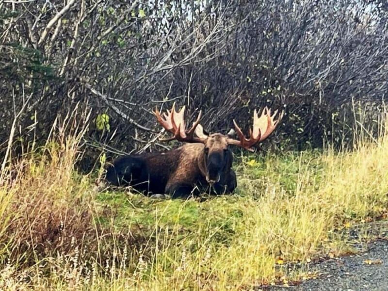 Anchorage: Wildlife Conservation Center & Portage Valley - Scenic Drive Along Turnagain Arm with Wildlife Spotting Opportunities