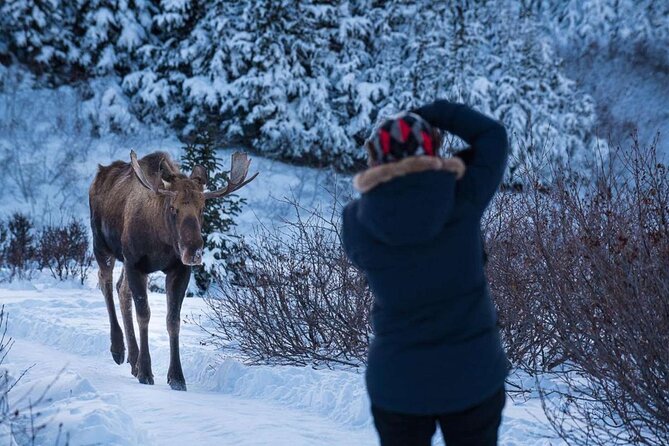 Anchorage Winter Wonderland Photo Tour - Explore Anchorage’s Winter Landscapes with a Guided Photo Tour