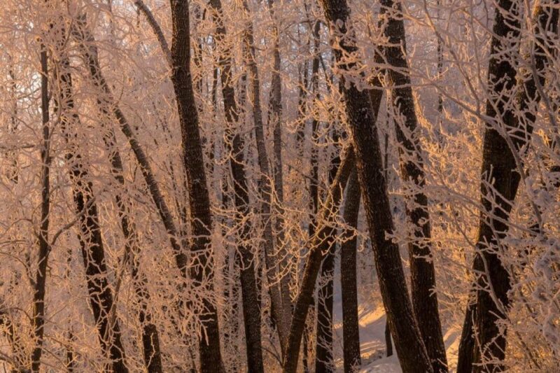 Anchorage: Winter Wonderland Photo Tour - Why This Tour Stands Out