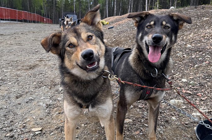 Anchorage's Authentic Dog Sledding Experience - Meeting the Puppies and Dogs: An Up-Close Encounter