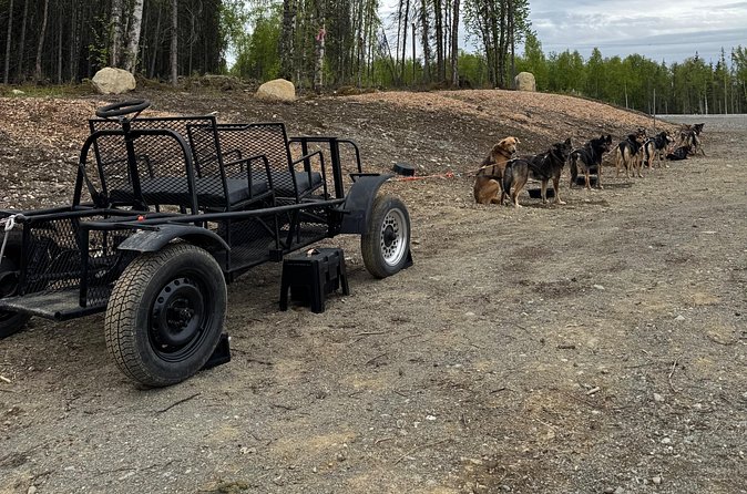 Anchorage's Authentic Dog Sledding Experience - The Historical Significance of Anchorages Sled Dog Culture