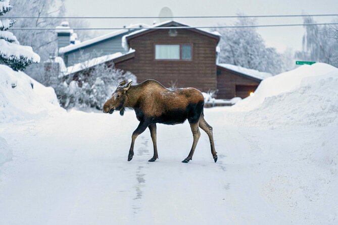 Anchorage's Winter City Tour = Samples + Stops + WildLife - Alaska Sausage and Seafood: Tasting Local Flavors