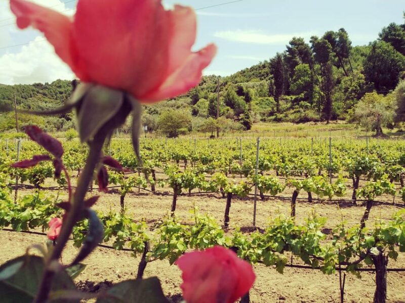 Ancient Olympia : Full Day Tour from Patras - Customization and Expert Drivers