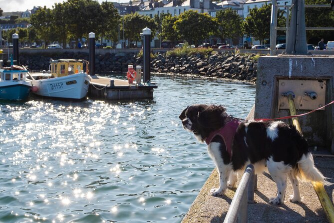 Ancient Paths of Howth Village with a Local and his Dog - Practical Details: Meeting Point, Timing, and Group Size