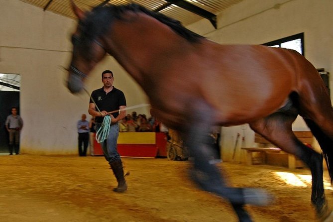 Andalucia Bull and Horse Farm and Ronda Private Tour from Malaga - Comfortable Transportation and Convenient Logistics