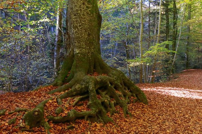 Andechs Monastery Beer Hike Food Experience Private Tour - The Unique Experience of Visiting a Monk-Run Brewery