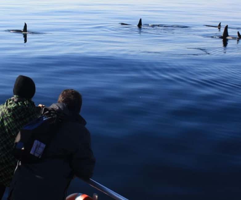 Andenes: Responsible Whale Watching with Classic Catamaran - Discover the Arctic Marine World from Andenes on a Responsible Whale Watching Tour