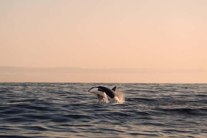 Andenes: Responsible Whale Watching with Classic Catamaran - Key Points