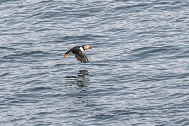 Andenes: Responsible Whale Watching with Classic Catamaran - The Classic Catamaran: Designed for Wildlife Viewing and Comfort