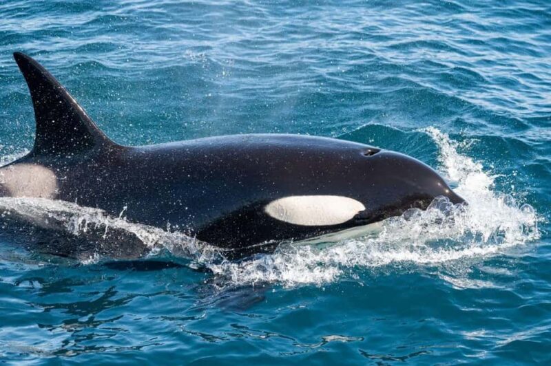 Andenes: Responsible Whale Watching with Classic Catamaran - Accessibility and Booking Flexibility