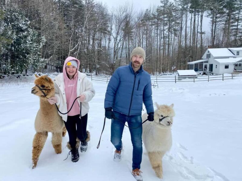 Andover, VT: Alpaca Interaction and Walk Experience - Meet and Interact with Friendly Alpacas in Andover, Vermont