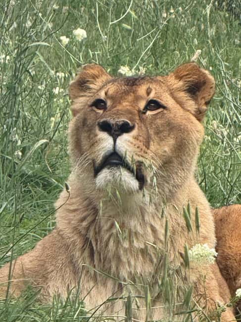 Animanatura Wild Sanctuary: A one-of-a-kind way to get to know animals - Discover the Unique Animanatura Wild Sanctuary in Tuscany