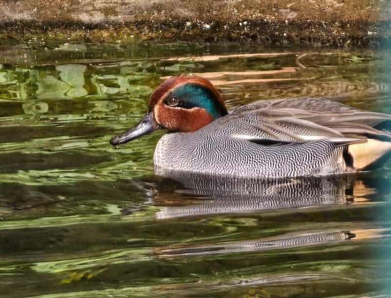 Animanatura Wild Sanctuary: A one-of-a-kind way to get to know animals - Exploring the Sanctuary’s Natural Landscape in Semproniano