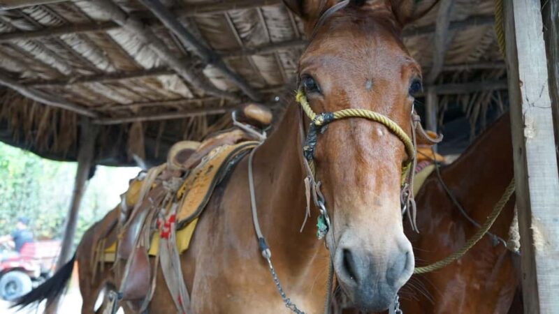 Animas colomitos snorkeling all inclusive - Discover the All-Inclusive Snorkeling Tour of Puerto Vallarta’s Southern Beaches
