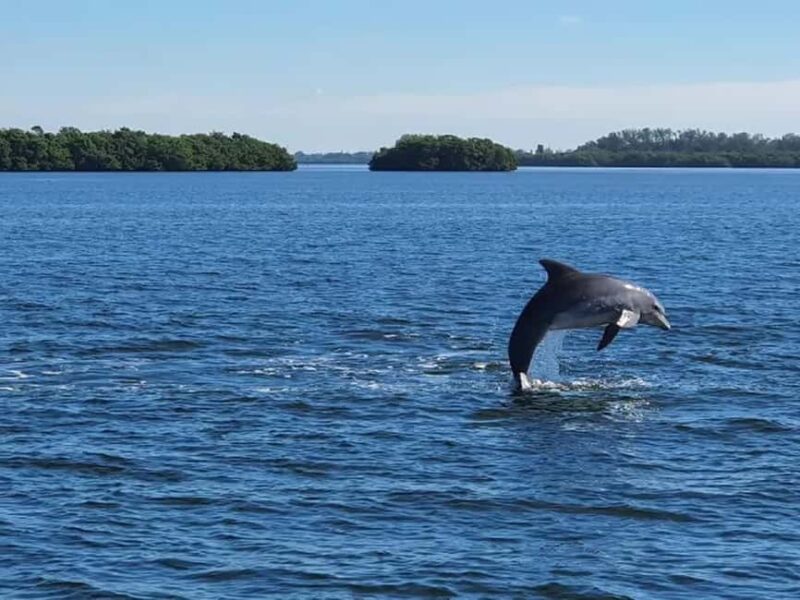 Anna Maria Island: Dolphin Cruise - What You Can Expect During the 2-Hour Cruise