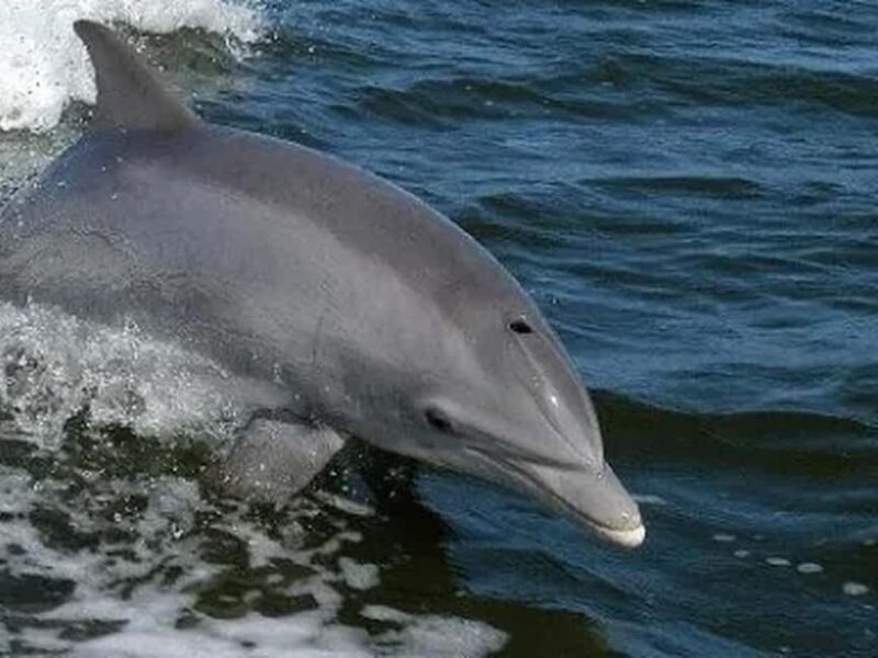 Anna Maria Island: Dolphin Cruise - Booking Flexibility and Cancellation Policy