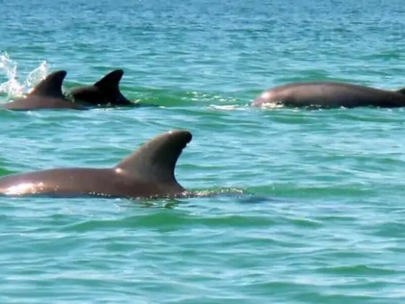 Anna Maria Island: Dolphin Cruise - Final Thoughts on the Anna Maria Island Dolphin Cruise