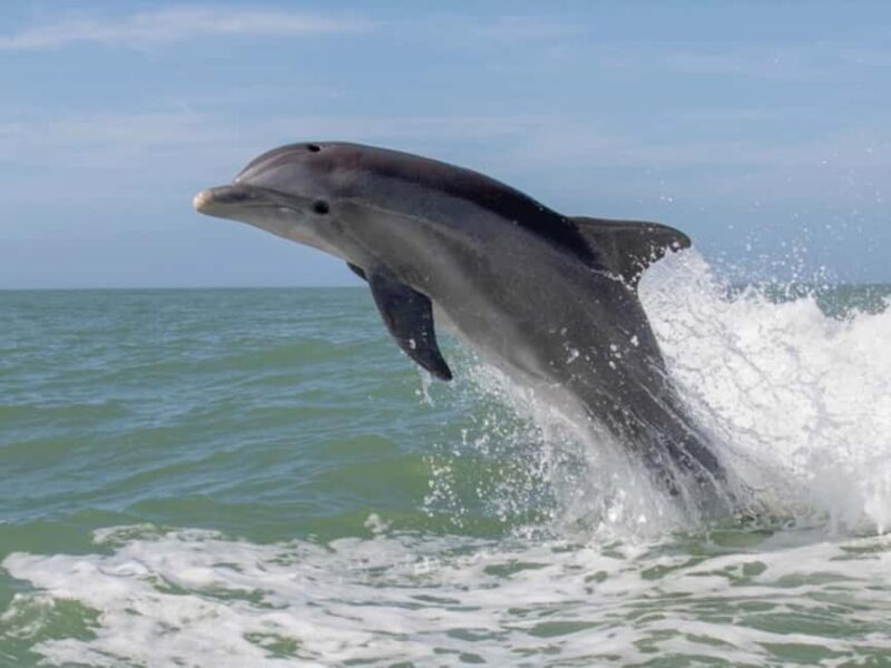 Anna Maria Island: Dolphin Cruise - Frequently Asked Questions