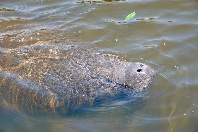 Anna Maria Island Sunset and Dolphin Tour - What Makes the Anna Maria Island Sunset and Dolphin Tour Unique