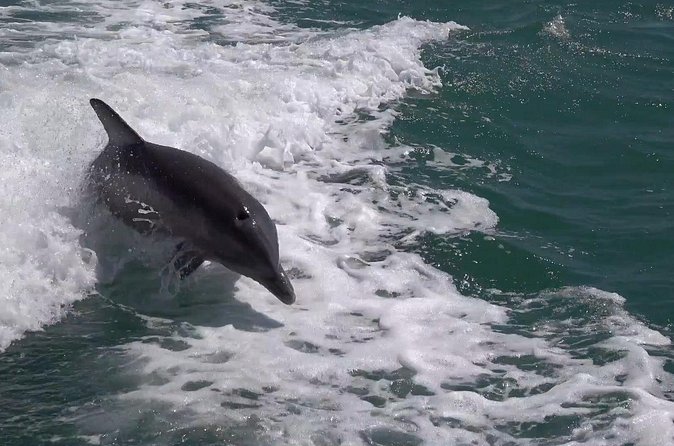 Anna Maria Island Sunset and Dolphin Tour - What to Expect During the 2-Hour Sunset and Dolphin Cruise