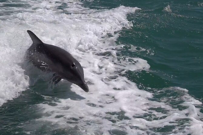 Anna Maria Island Sunset and Dolphin Tour - The Weather and Cancellation Flexibility