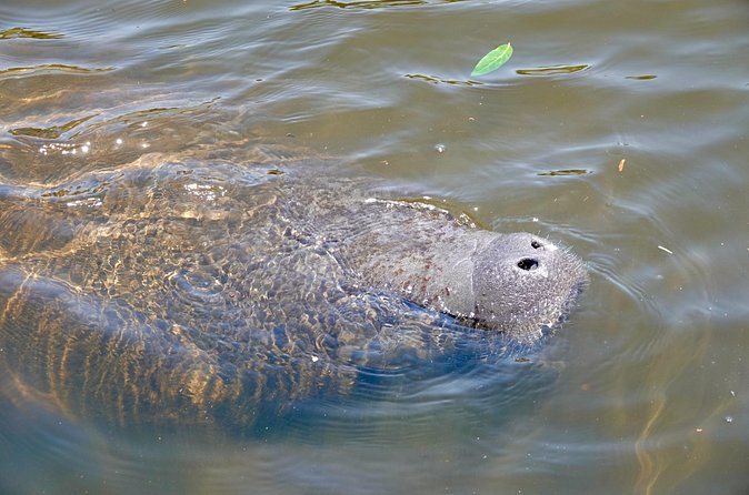Anna Maria Island Sunset and Dolphin Tour - Anna Maria Island Sunset and Dolphin Tour: Final Thoughts