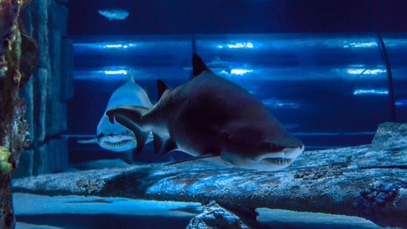 Antalya: Aquarium and Wax Museum Entry Ticket - The Sum Up: A Well-Rounded Day Out in Antalya