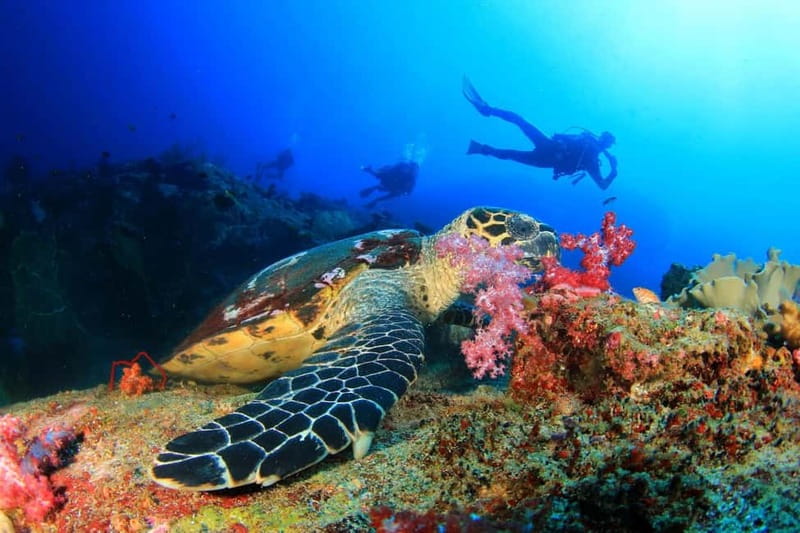Antalya/Kemer: Scuba Diving Experience with 2 Dives & Lunch - Key Points