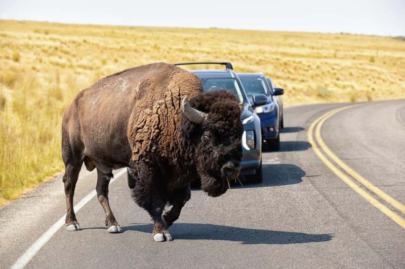 Antelope Island  Wildlife Expedition to the Great Salt Lake - Key Points