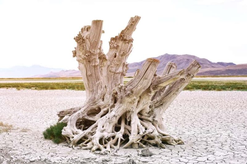 Antelope Island  Wildlife Expedition to the Great Salt Lake - Antelope Island: Utah’s Natural Wildlife Sanctuary