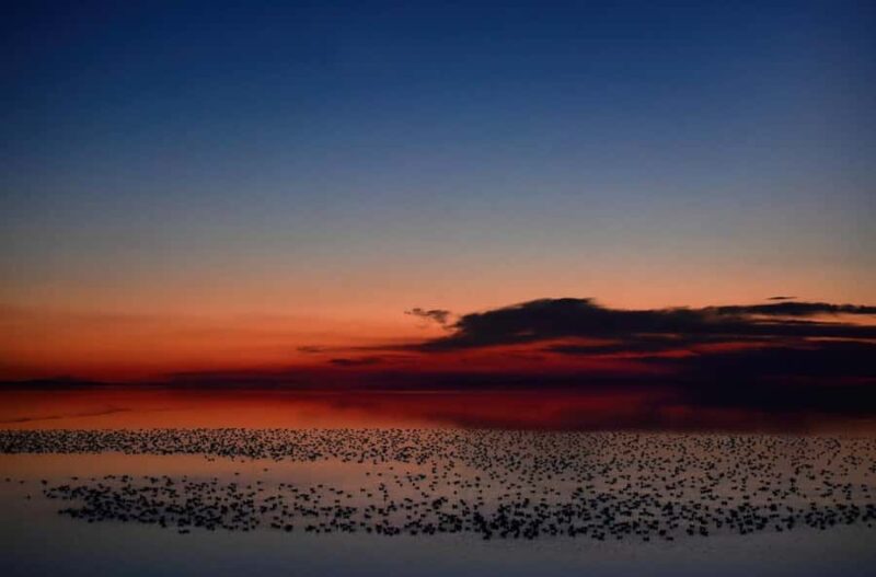 Antelope Island  Wildlife Expedition to the Great Salt Lake - Practical Tips for a Successful Visit