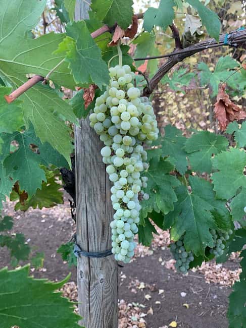 Antica Masseria Venditti: guided visit to the winery with wine tasting - Unique Features of the Educational Vineyard and Cellar