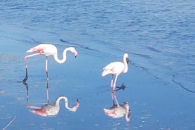 Apelisetta tuk tuk: 2 hours tour of Cagliari - The Guide’s Approach: Knowledgeable and Approachable