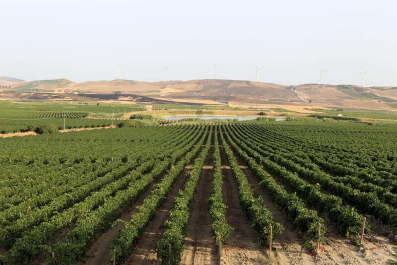 Aperitif in the Vineyard: organic wine tasting in Mazara del Vallo - Exploring the Assuli Vineyard: Native and Organic Wines