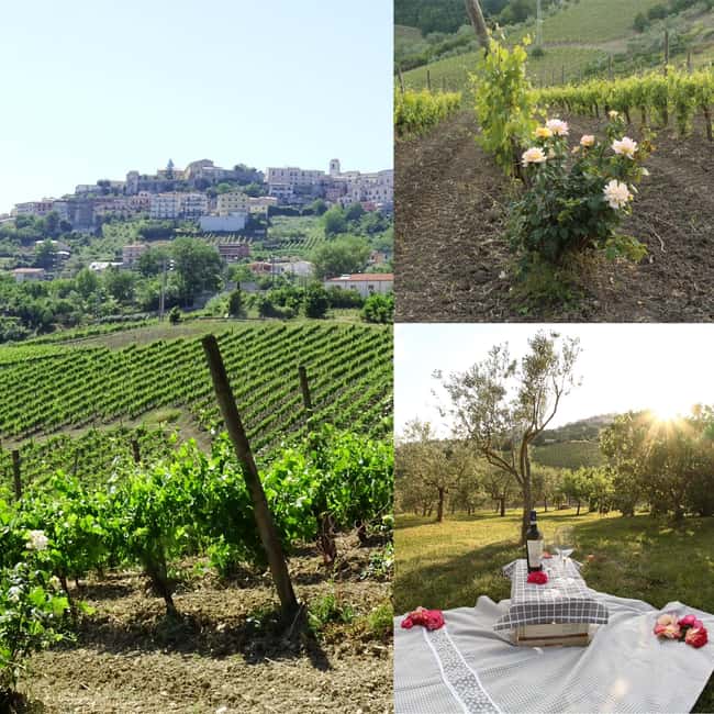 Aperitivo e degustazione di vini in vigna alla Cantina Sacco - The Unique Experience of Cantina Sacco’s Wine and Food Pairing