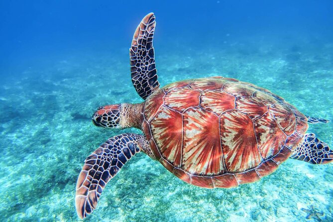 "Aphrodite I Cruises" trip to Blue Lagoon & Turtle Cove - Comfort and Safety on a Bigger Boat