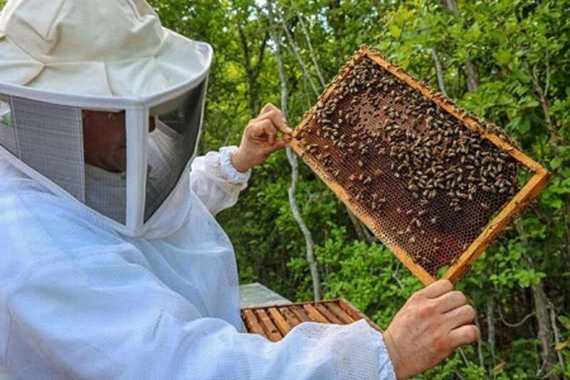 Apiary Tour (Bee tour) also Archeological site and salt Pond - Discover the Unique Combination of Beekeeping, Maya Archaeology, and Salt Ponds in Yucatán