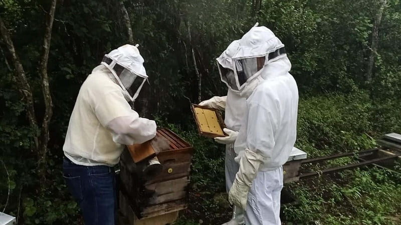 Apiary Tour (Bee tour) also Archeological site and salt Pond - Suitability and Considerations
