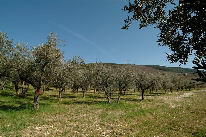 Apprentice Olive Oil taster for a day! - Logistics and Accessibility of the Tour