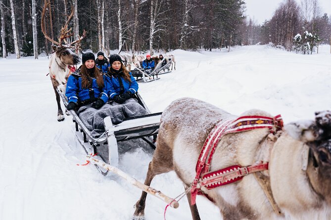 Apukka Reindeer Journey - Comparing Similar Arctic Experiences