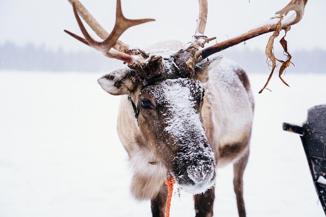 Apukka Reindeer Journey - Who Will Appreciate This Tour Most?