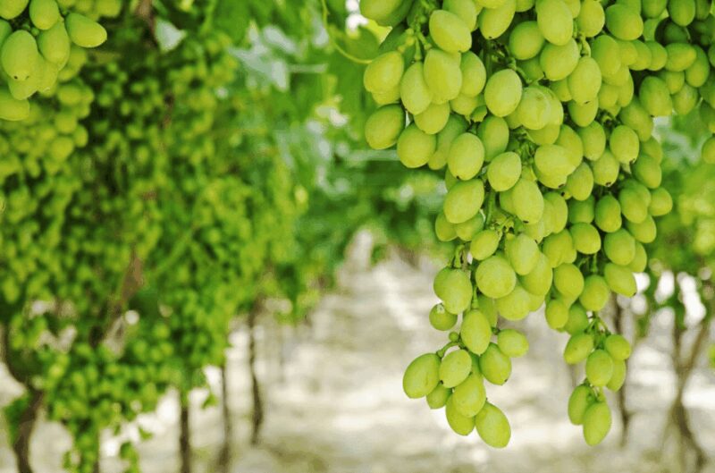 Apulia: Guided Vineyard Tour with Wine Tasting - Ideal Audience for This Tour