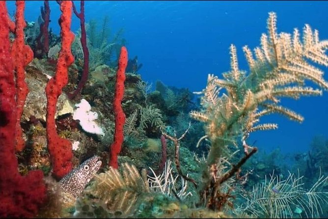 Aquatic Wonderland: Discover Meso's Magic" - Key Points