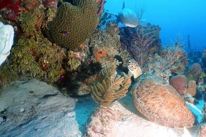 Aquatic Wonderland: Discover Meso's Magic" - Equipment Rental and Additional Costs