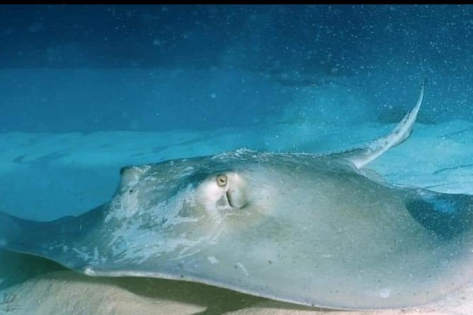 Aquatic Wonderland: Discover Meso's Magic" - Who Will Enjoy This Tour Most?