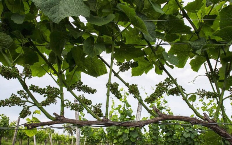 Aquileia: Winery Tour and Tasting - Why This Tour Offers Great Value